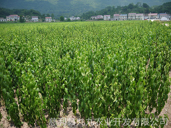 新城區基地