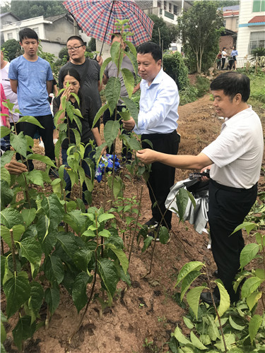 慈利縣九九農業開發有限公司,張家界粘木苗銷售,杜仲種植,苗木銷售 慈利縣九九農業開發有限公司,張家界粘木苗銷售,杜仲種植,苗木銷售